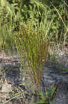 Orangegrass <BR>Pineweed